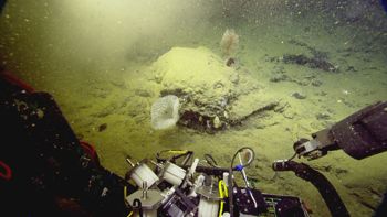 Media type: image;   Invertebrate Zoology 153111 Description: live specimen;